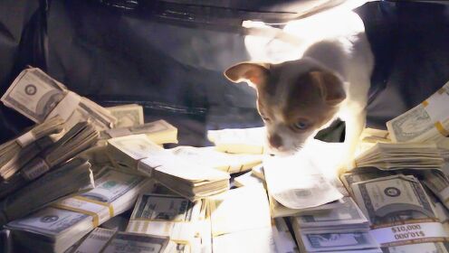 一部喜剧电影，宠物狗逮捕三个劫匪，帮主人赚了25万奖金！