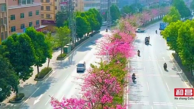 美丽异木棉,信宜花海