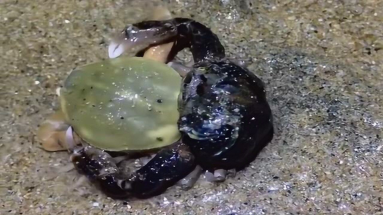 沙滩上的豆形拳蟹一黑一黄抱在一起就像是一对恋人