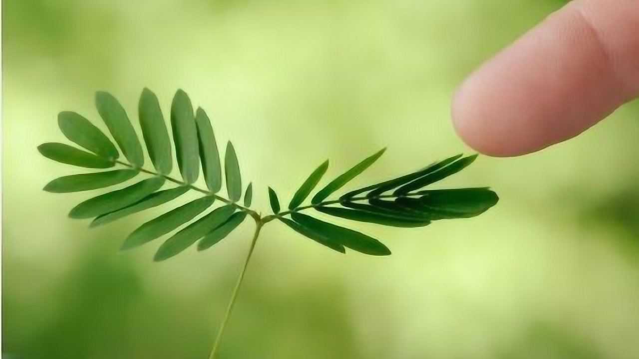 为什么含羞草一碰就会合上，真的是因为害羞吗？看完才知其中奥秘_高清