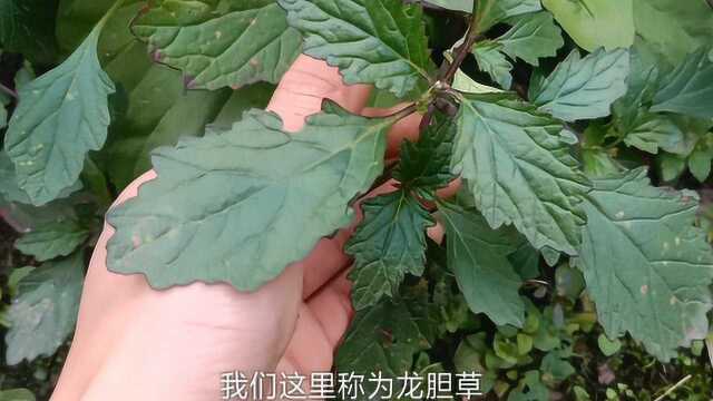 农村一种野草,我们叫它“龙胆草”,女人吃了皮肤好!