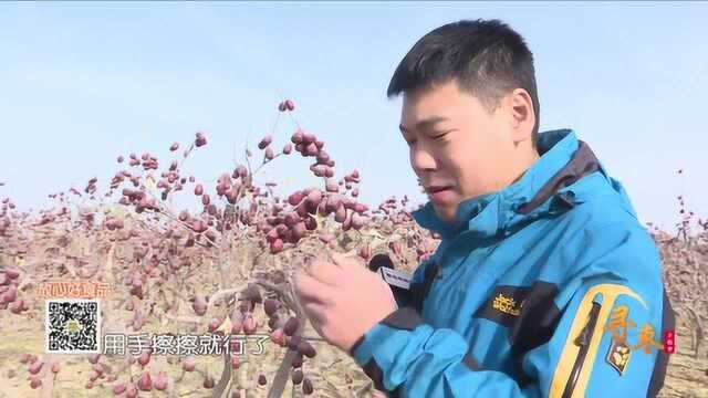 和田大枣:和田大枣来新货了