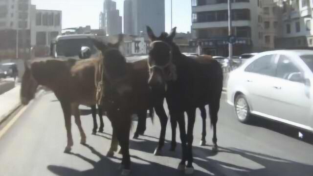 数匹骡马闹市区狂奔,交警:带头的挂铃铛,先拴住