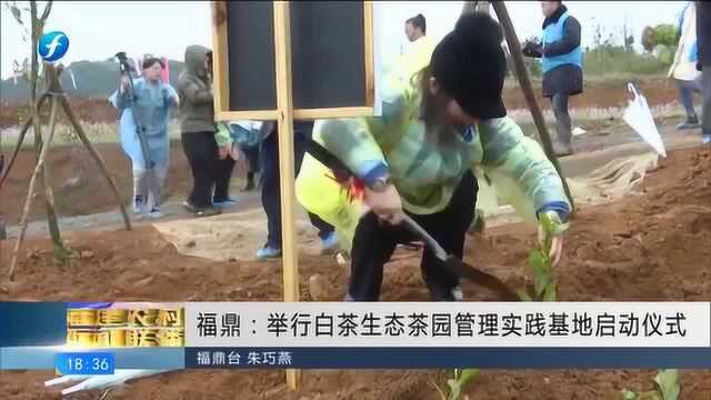 福鼎:举行白茶生态茶园管理实践基地启动仪式