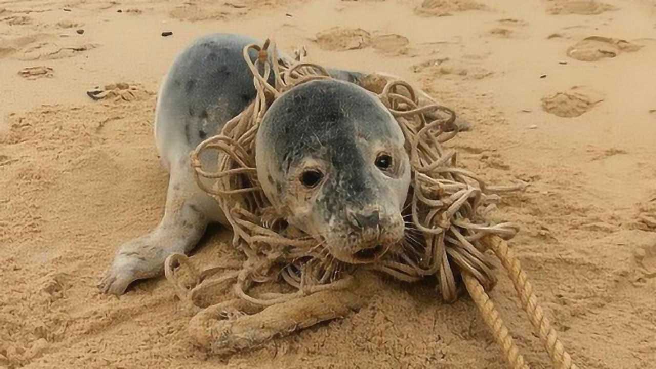 小海豹被绳子缠住向人类求助,当人类解开绳子后,下一幕令人泪崩