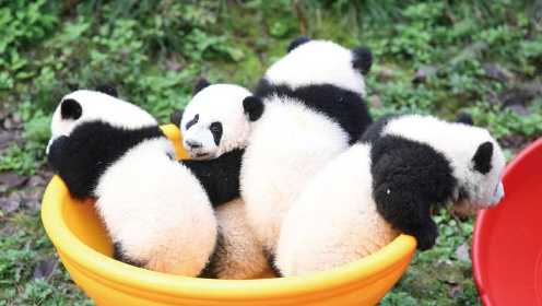 四只大熊猫宝宝齐上“幼儿园” 花式卖萌太可爱