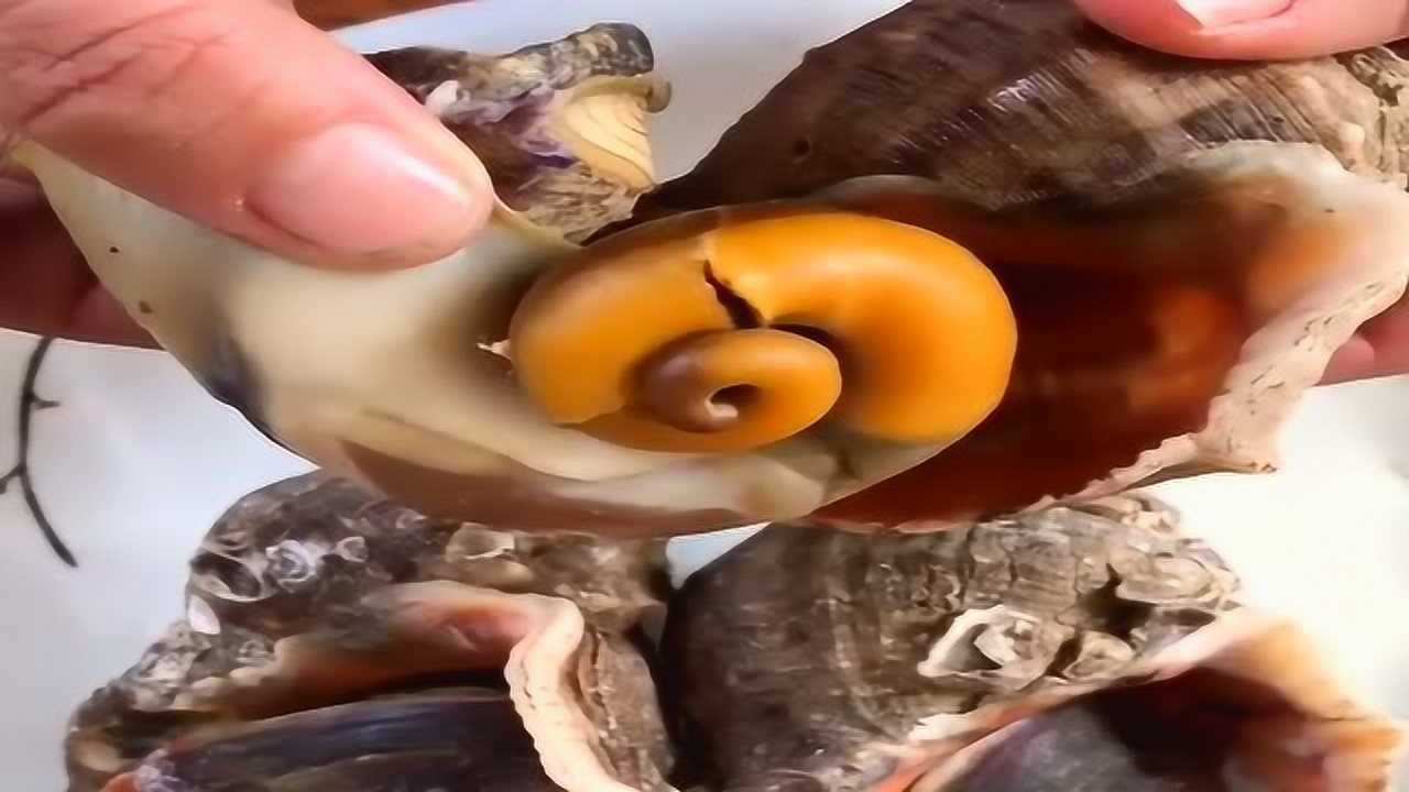 教你正确吃大海螺,这3个部位是不能吃的,切记!