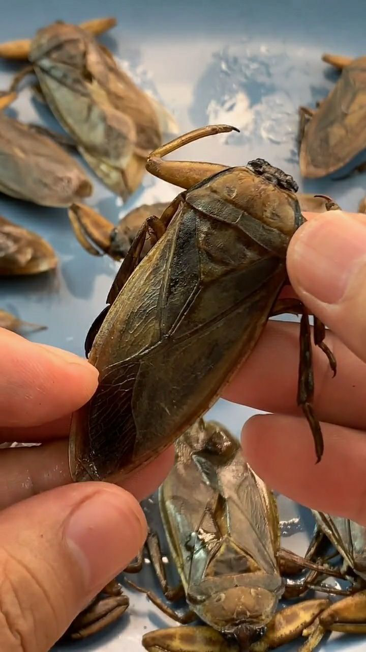 简简单单的几只桂花蝉,油炸之后,味道特别的惊艳!