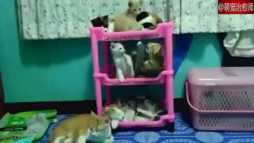 [图]猫咪公寓！不论2楼的猫咪怎么闹，大家都继续睡觉，好淡定！