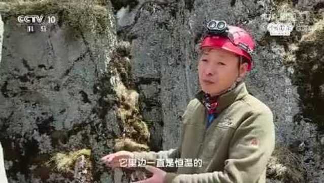 与其他洞穴不同,紫柏山是一座竖井型冰洞