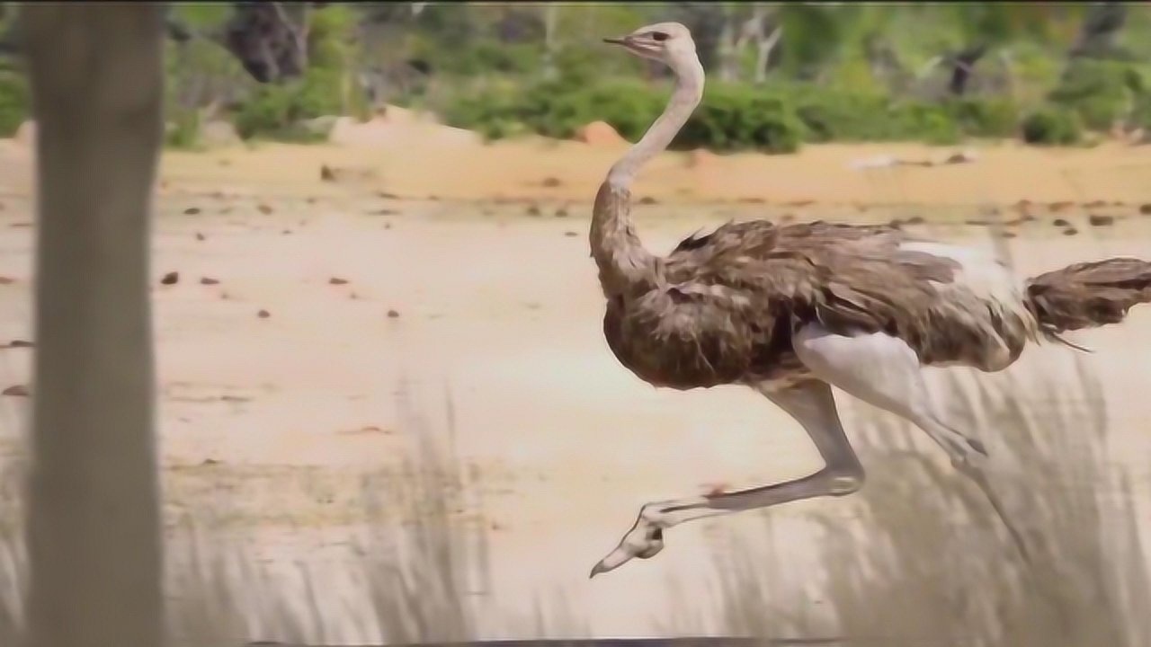 鸵鸟嗅觉听觉灵敏奔跑扇动翅膀保持平衡一步可跨8米时速达70公里