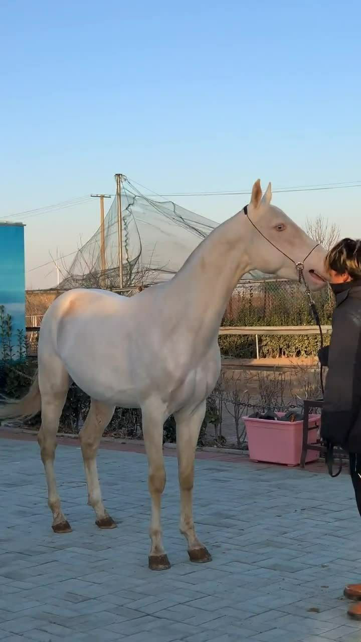 马叫的声音就是天籁之音,实在是真的太悦耳了!