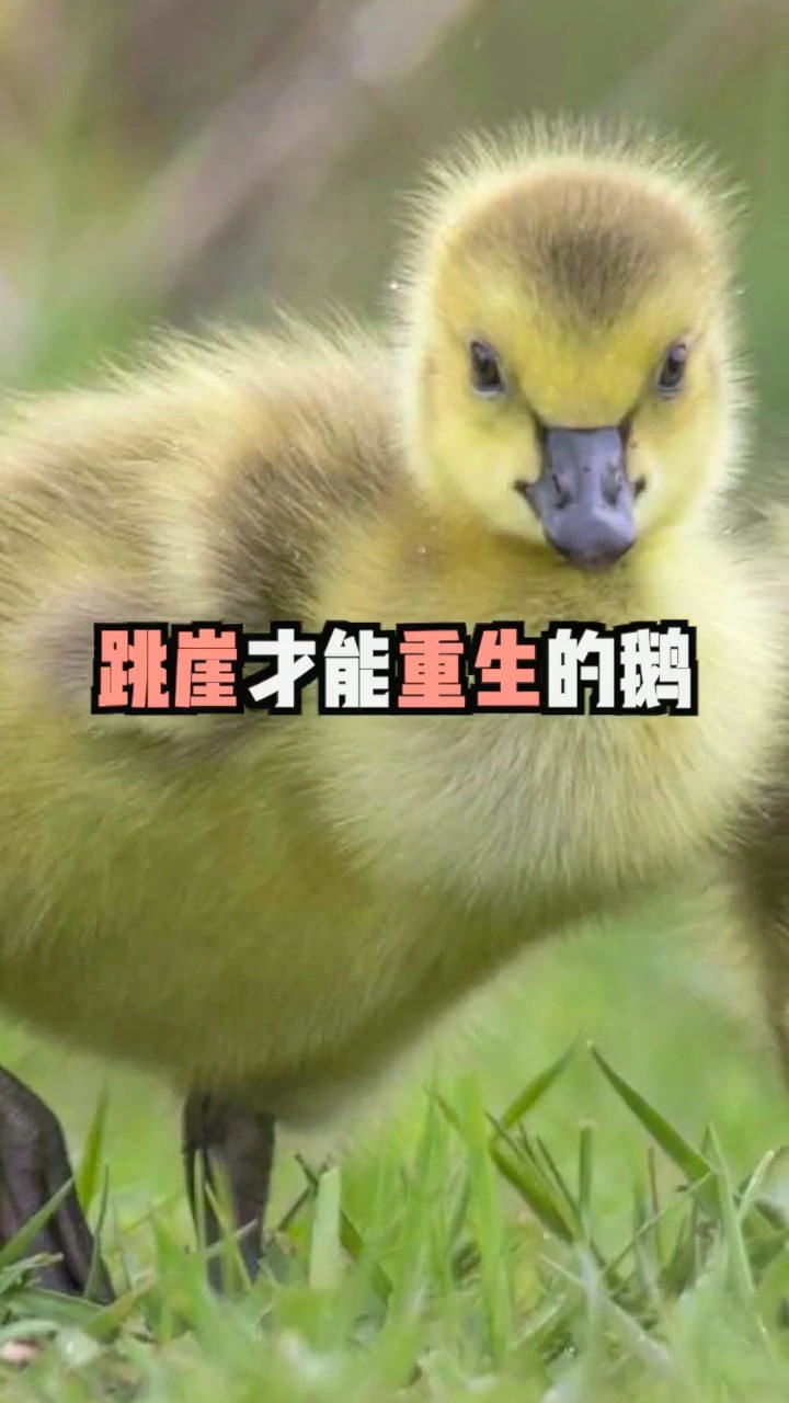 在百米悬崖上出生的藤壶鹅为不饿死只能选择跳崖