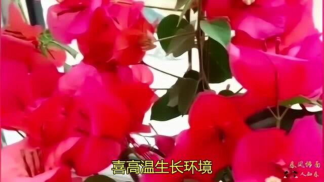 三角梅常开的几个特点您知道?喜高温生长环境,想开大花花期后剪枝!