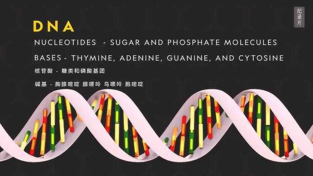 遗传学究竟是什么?探秘19世纪中叶开启的神秘学科!