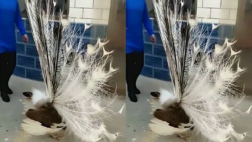 花孔雀开屏真漂亮