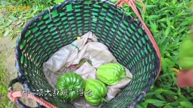 《佛山粤味》这道菜!藏着佛山人爱的“苦尽甘来”!