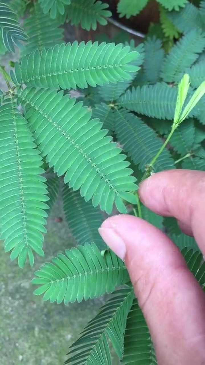 含羞草原来真的会害羞,这到底是什么原理?太神奇了!