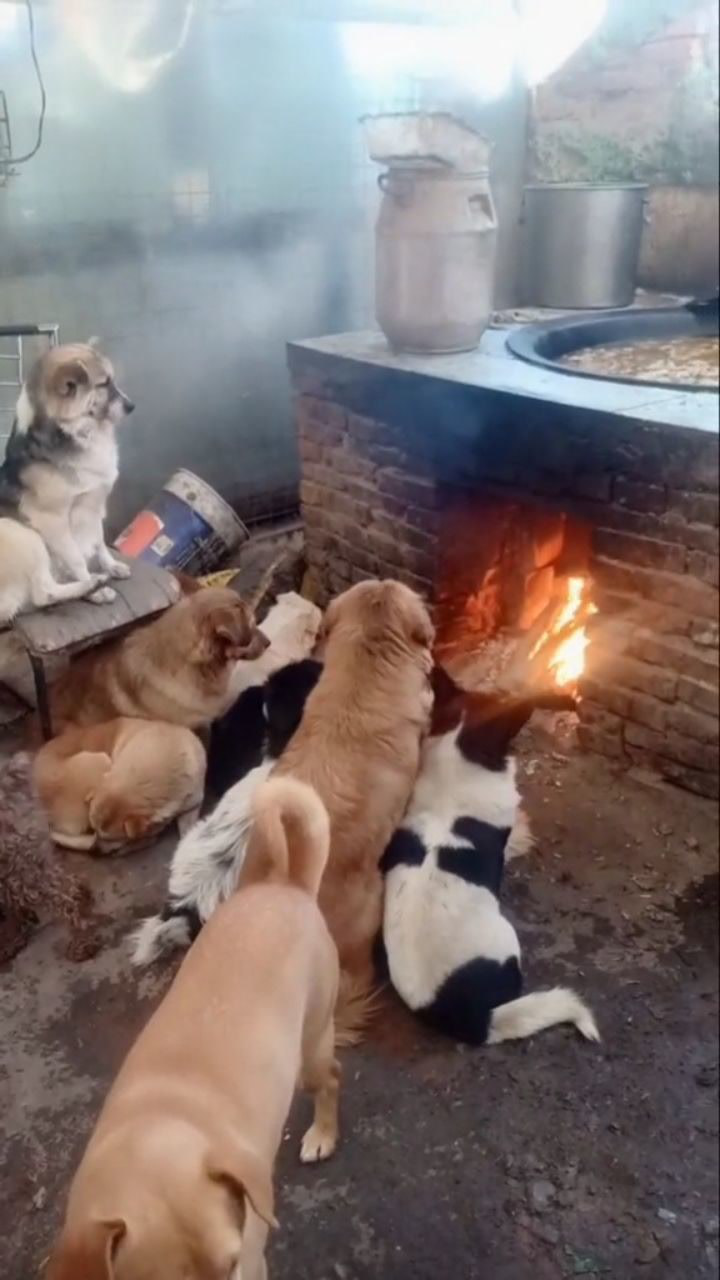 在外边玩累了狗子把小伙伴们都叫家来烤火