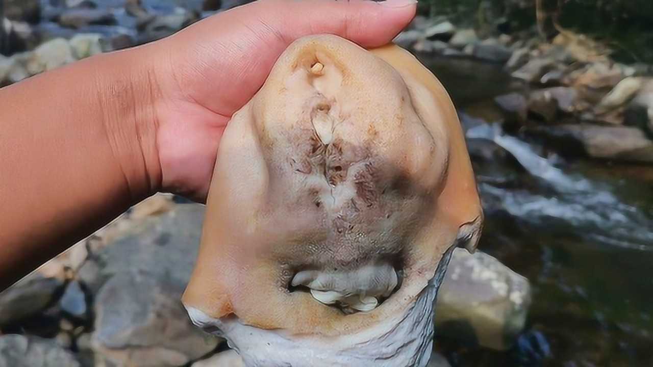 牛欢喜这样吃才叫爽,靠近嘴边那一刻,想不到的事发生了