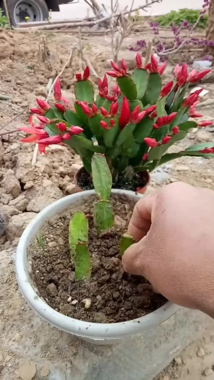 蟹爪兰扦插繁殖技巧