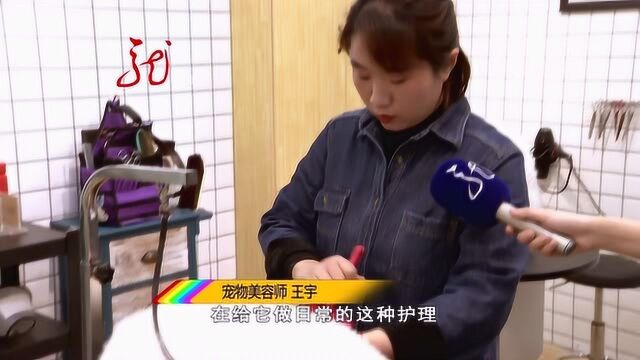 宠物美容师:我让你变得更美 你来治愈我的心