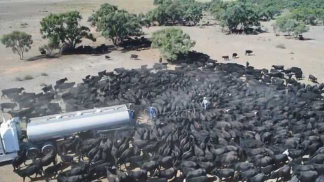 草原上一辆车开过来,立马被牛群围得水泄不通,画面让人感动!