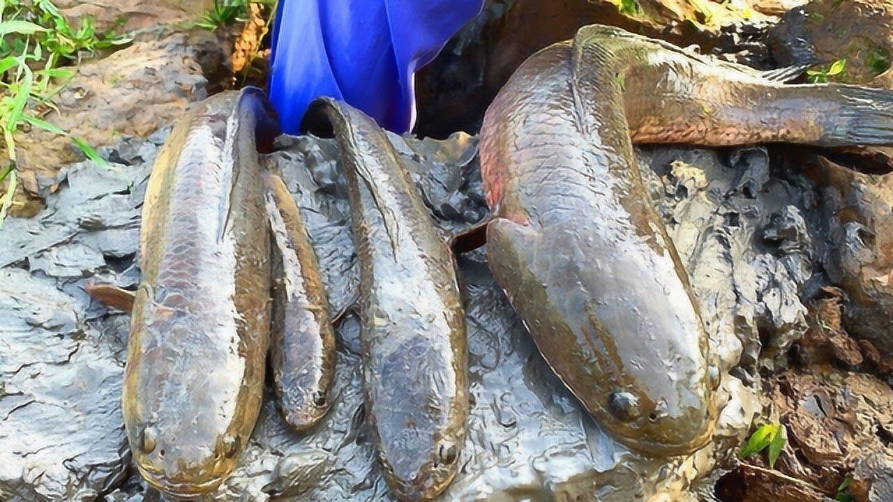 农村人抓鱼真刺激到塘边翻开泥巴大鱼一条接着一条