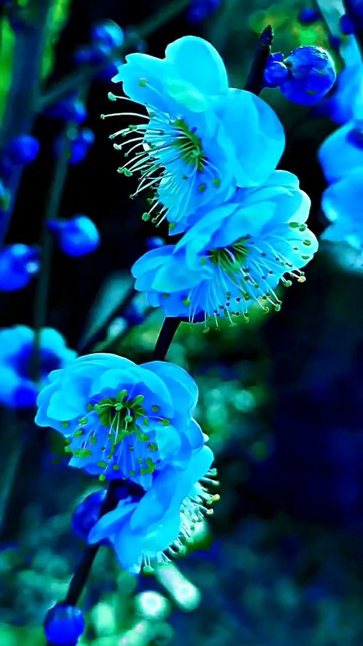 蓝色杜鹃花有多少人见过快一起赏花不然后悔十年