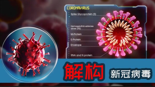 【深度解读】带你全面了解新型冠状病毒