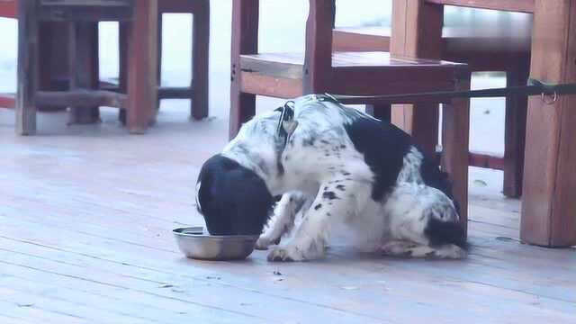 电视剧:派出所多了一条新警犬,警犬华哨闹脾气,踢翻饭盆绝食