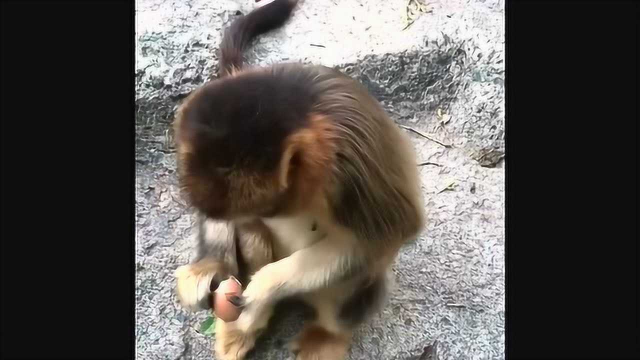 猴界中的贵族就是不一样看这金丝猴好温顺呀还会用脚开鸡蛋呢
