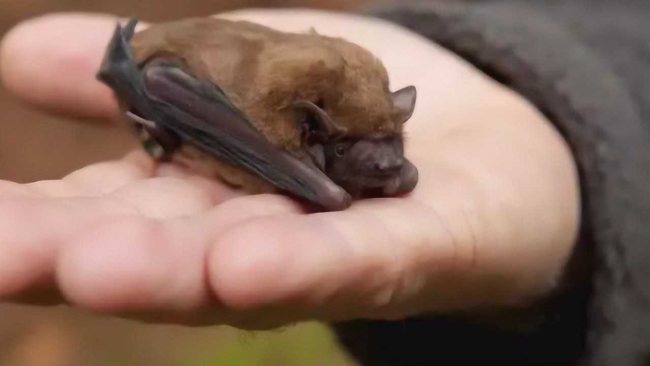 老人们常说蝙蝠是老鼠进化来的有科学依据吗今天总算明白了