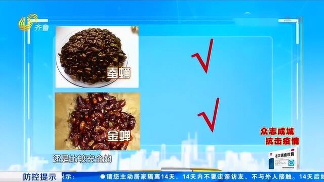 高蛋白!蝉蛹、蚂蚱等动物中是否富含高蛋白?营养专家给出答复