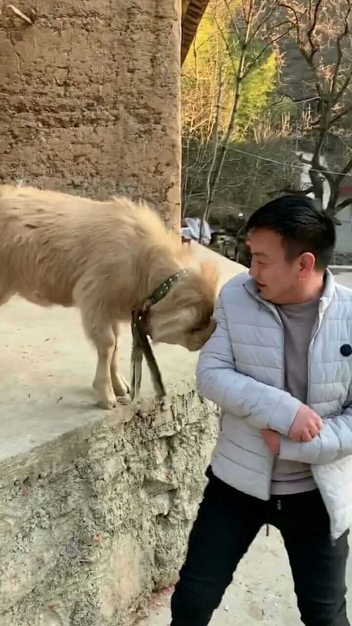 家里没什么能玩的了来跟羊对顶