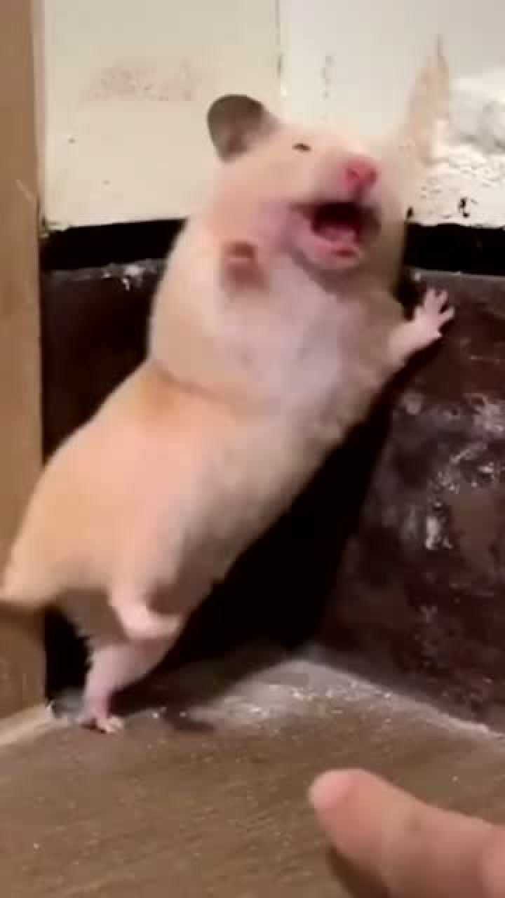 当有人戳了仓鼠的屁股我竟然看一个尖叫老鼠十几遍有毒