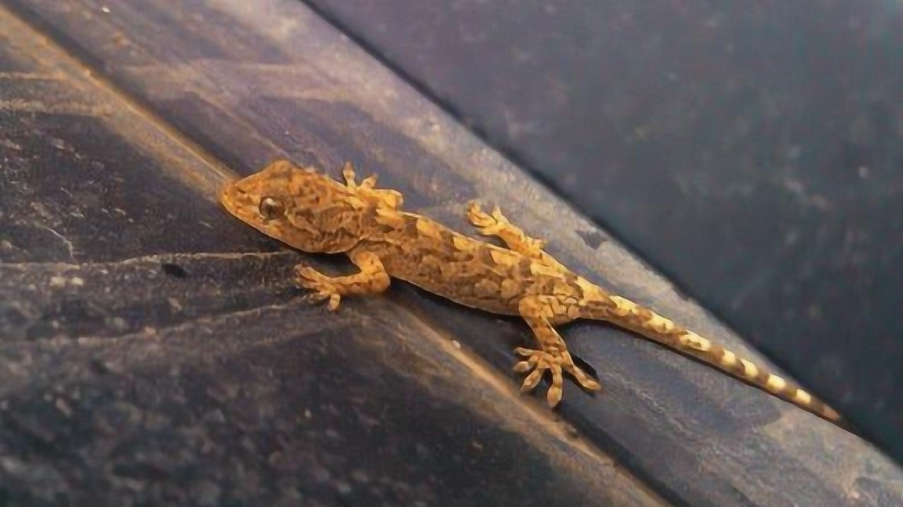 壁虎尾巴断掉了主人将断尾放在壁虎面前镜头拍下壁虎的全过程