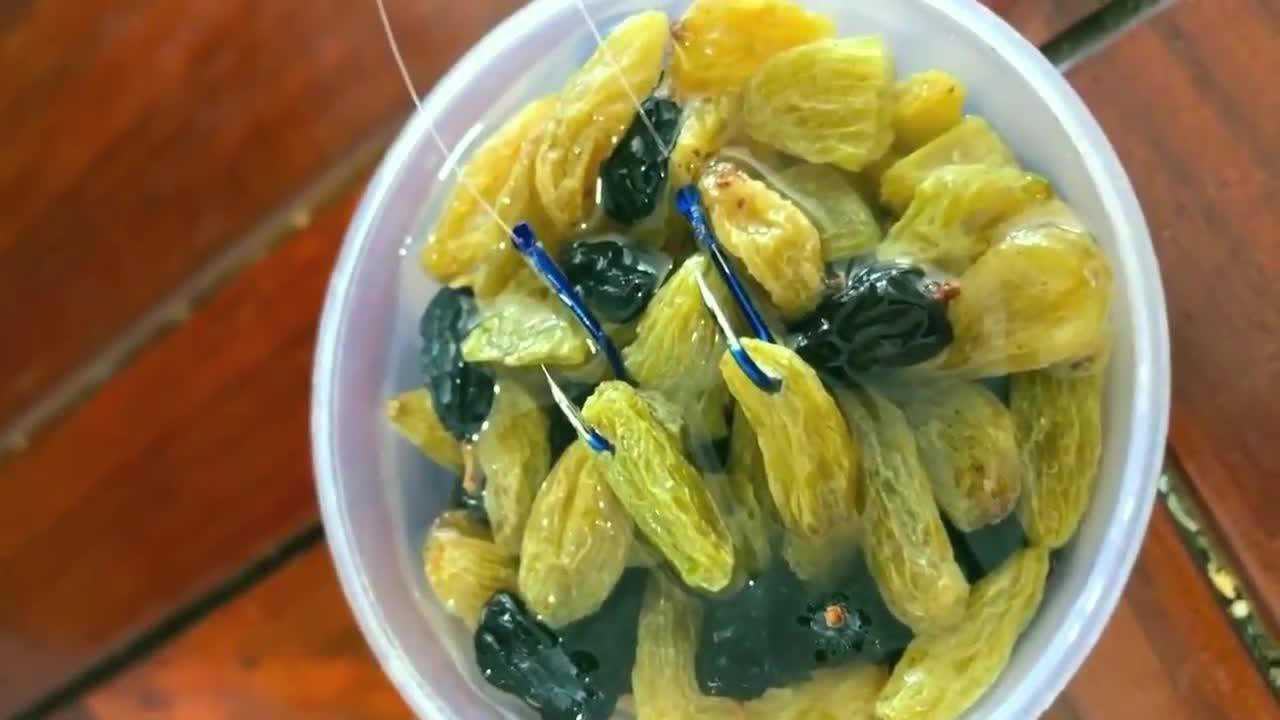 钓鱼教程,用葡萄干制作鲫鱼鲤鱼饵料的方法