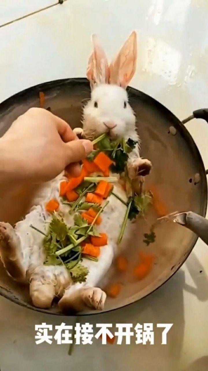 这兔子是在热锅里面洗澡吗