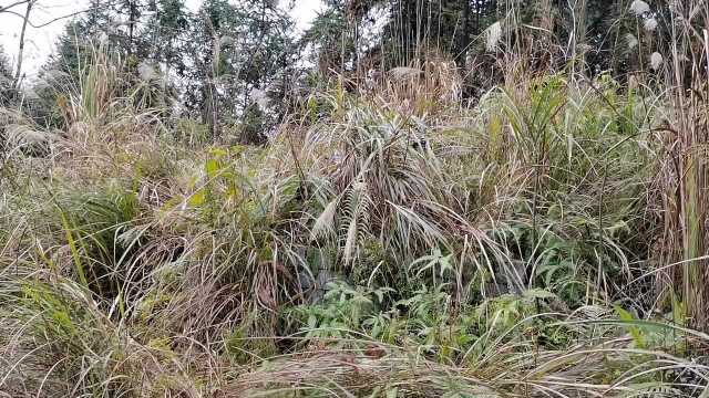 高坡上莫氏大家族的祖坟,亥山巳向两座贵人山,人丁兴旺出官贵