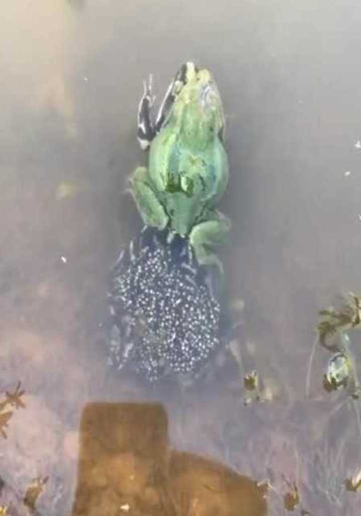 母青蛙在产卵,公青蛙一直在下边驮着母青蛙,这一幕真是感人!