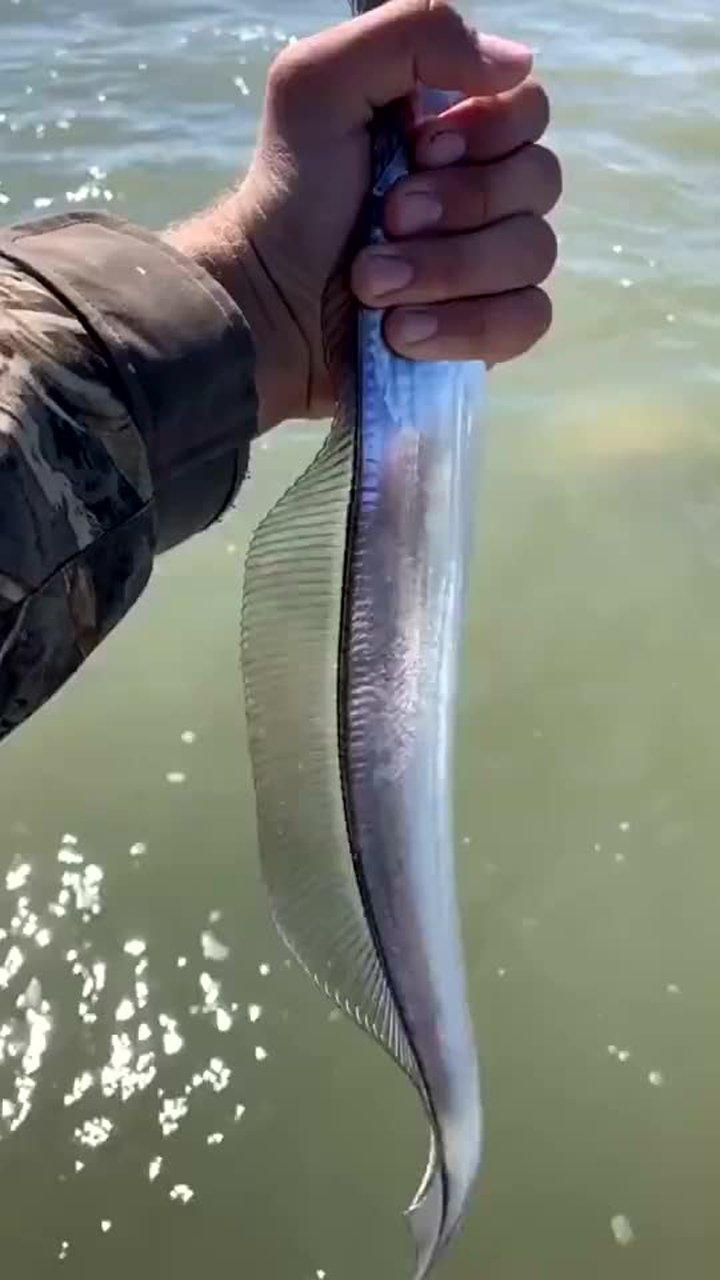 原来带鱼这么好看的