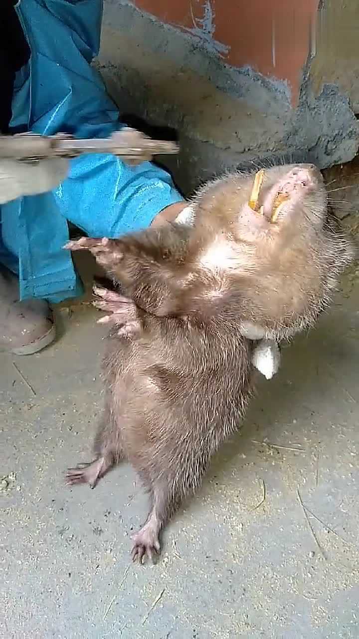 这竹鼠的牙齿变异了吧这么长今天给你修一修