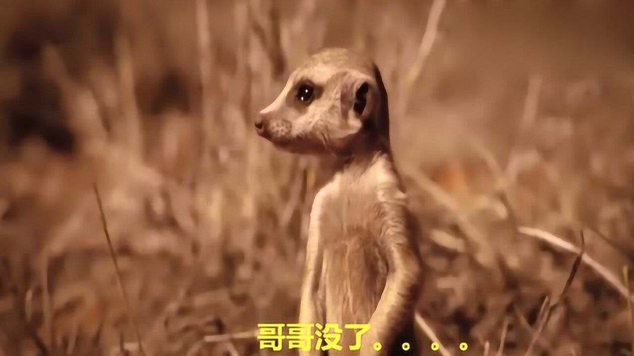 狐獴哥哥为了弟弟不被抓到主动送上门镜头记录全过程