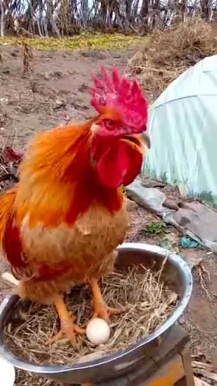 让公鸡孵蛋看把它乐的这笑声是真的么