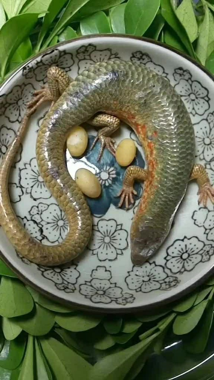 石龙子竟然下蛋了,这是我第一次见到,太神奇了