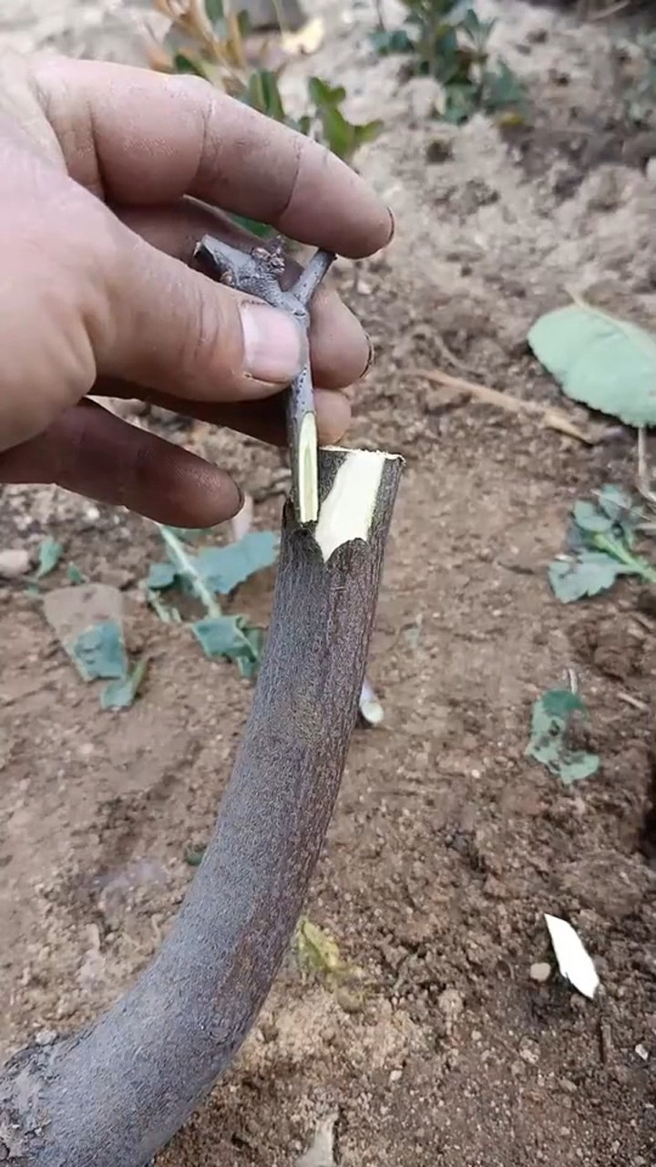 枣树这样嫁接,成活率最高,几步就搞定