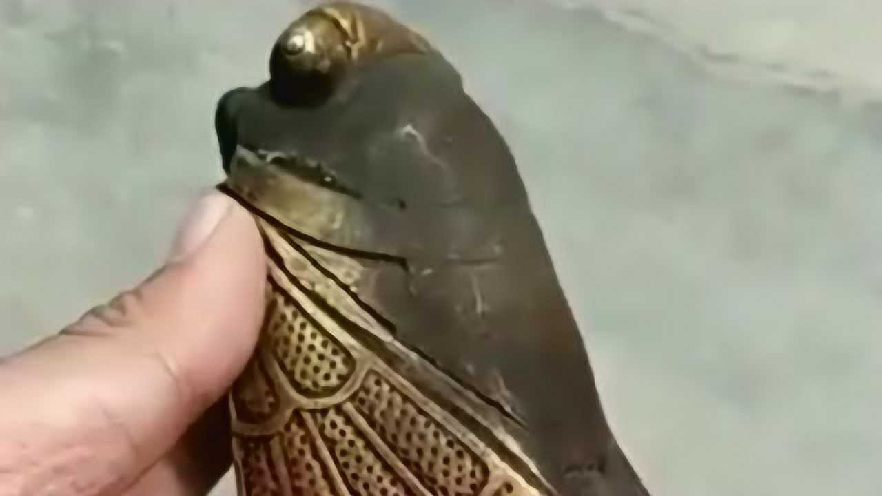 据说这个暗器叫做蝉翼刀威力非常强但是使用方式却非常奇葩