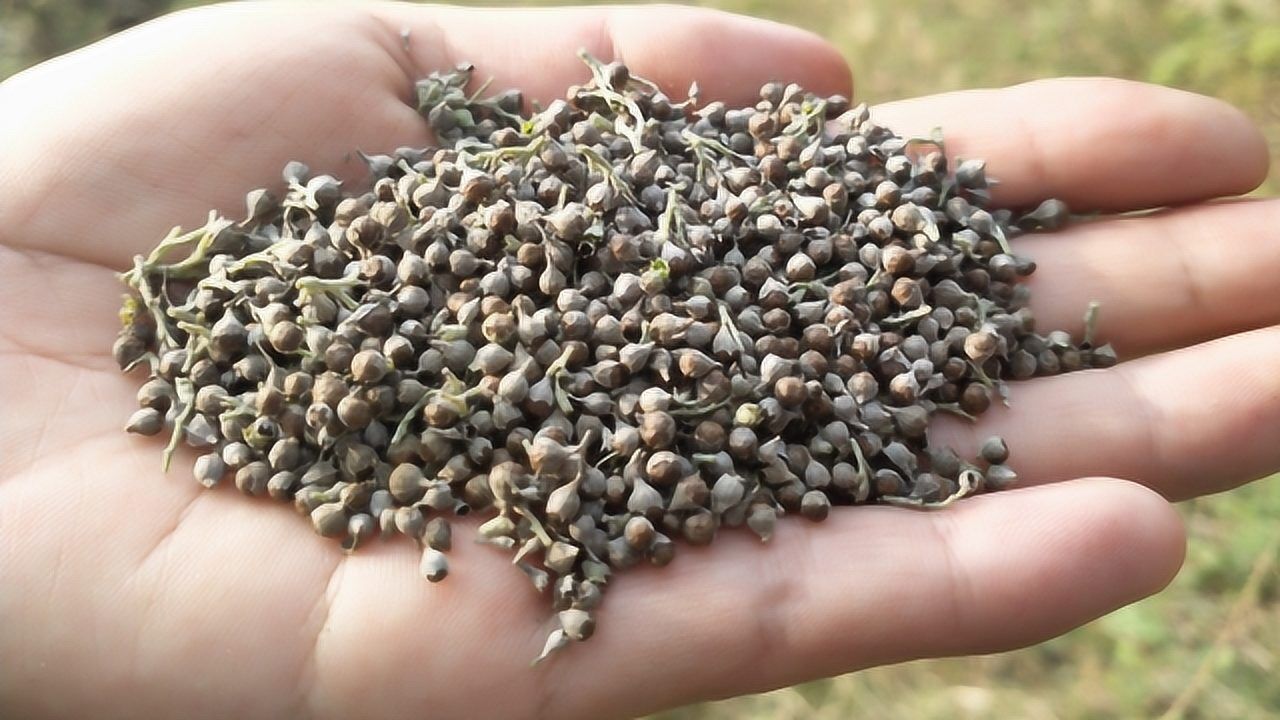 一种野生的草籽,可用于颈椎痛失眠多梦,装枕头很舒适!