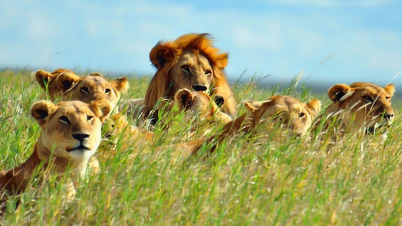 狮群战术捕猎,埋伏在树林,突袭猎物!